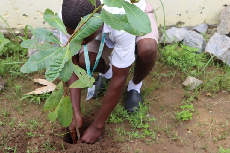 Nature's lifeline: Young people are shaping sustainable African cities