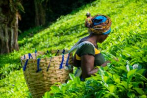 Bridging the climate finance gap in Cameroon